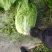 华州区精品黄心大白菜大量有货，无虫，无病，无烧心，