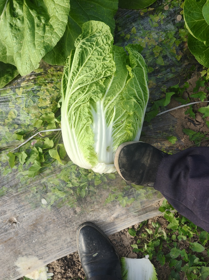 华州区精品黄心大白菜大量有货，无虫，无病，无烧心，