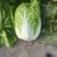 华州区精品黄心大白菜大量有货，无虫，无病，无烧心，