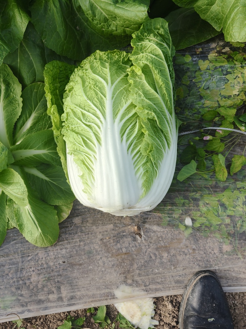 华州区精品黄心大白菜大量有货，无虫，无病，无烧心，