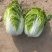 华州区精品黄心大白菜大量有货，无虫，无病，无烧心，