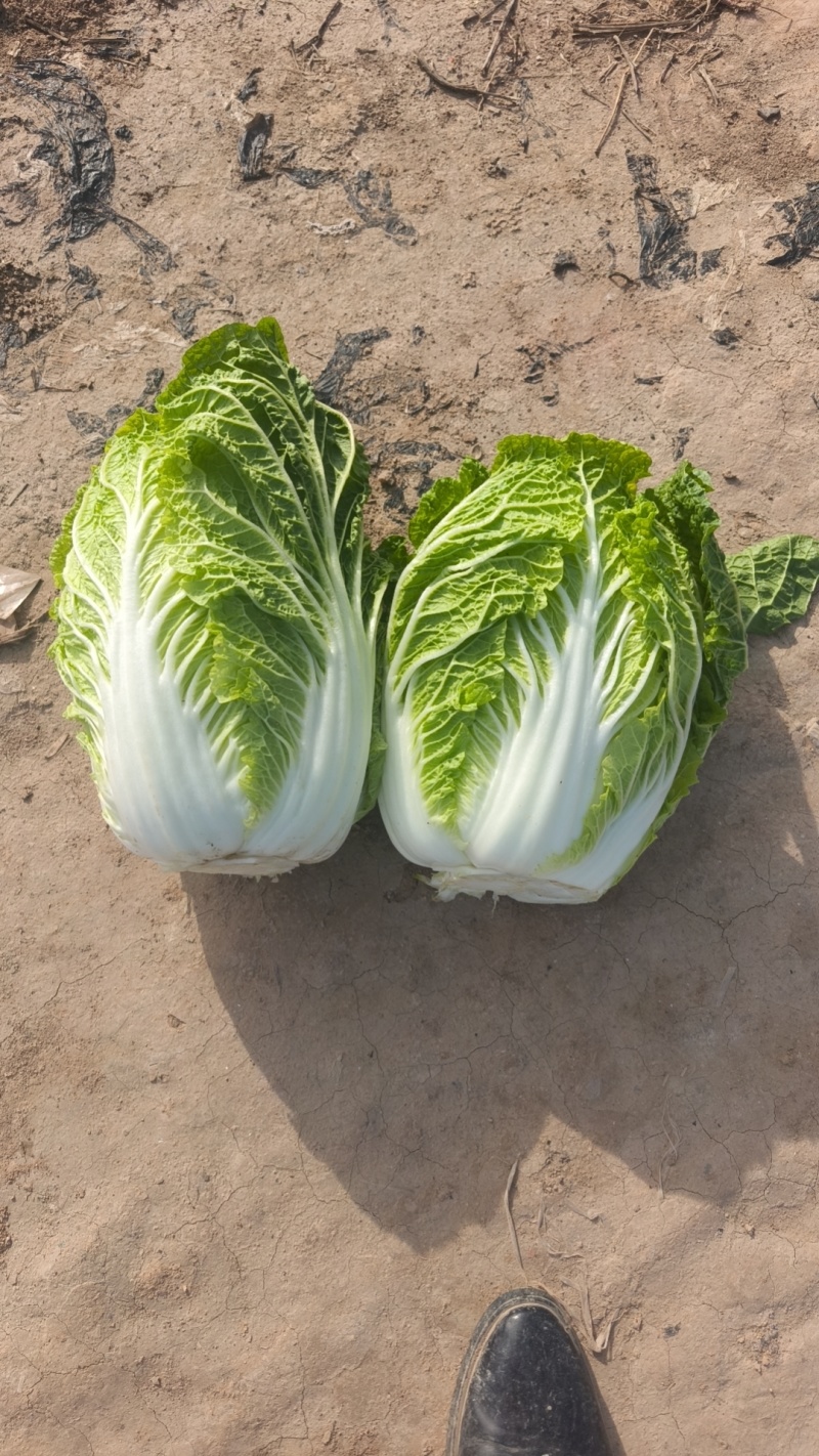 华州区精品黄心大白菜大量有货，无虫，无病，无烧心，