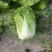 华州区精品黄心大白菜大量有货，无虫，无病，无烧心，
