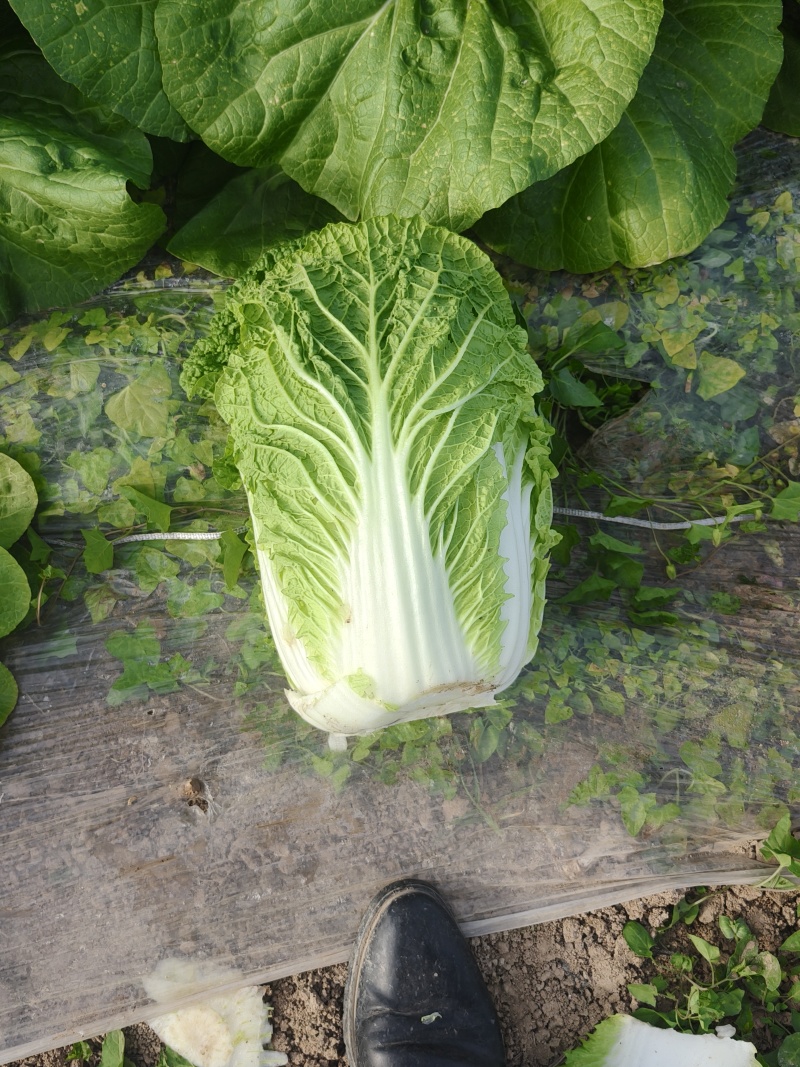 华州区精品黄心大白菜大量有货，无虫，无病，无烧心，