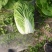 华州区精品黄心大白菜大量有货，无虫，无病，无烧心，