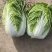 华州区精品黄心大白菜大量有货，无虫，无病，无烧心，