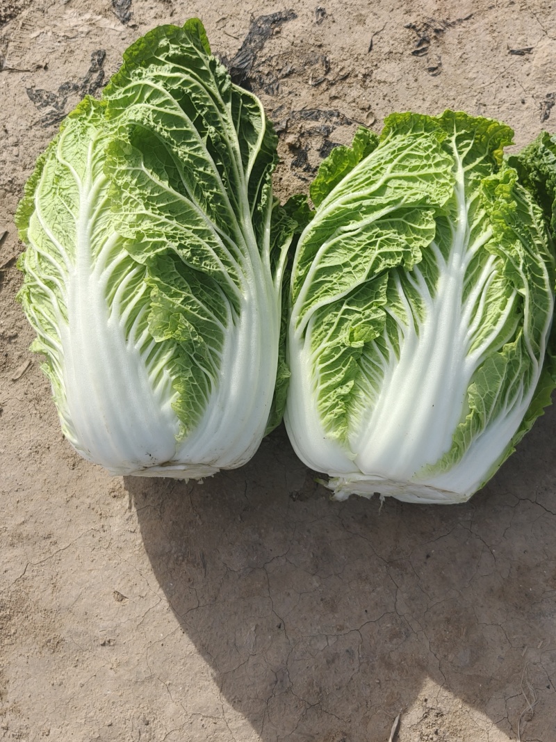 华州区精品黄心大白菜大量有货，无虫，无病，无烧心，