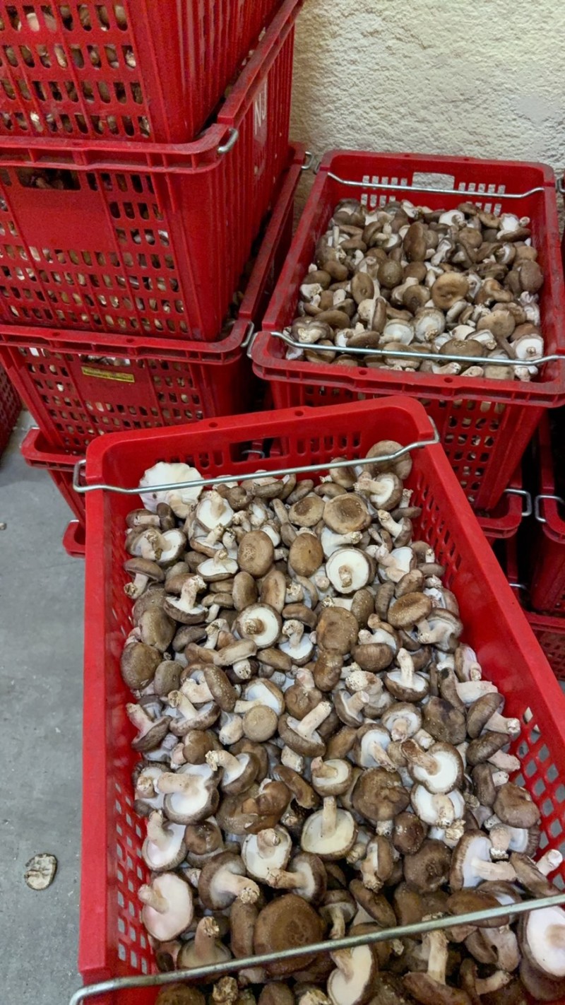 次品菇