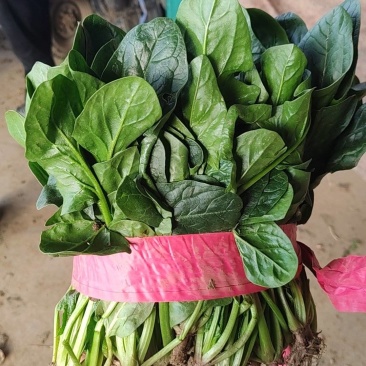 河南平顶山汝州菠菜，通货，打捆，袋装，支持商超视频看货