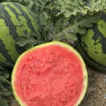 美都麒麟西瓜货源稳定质量保障欢迎来电咨询