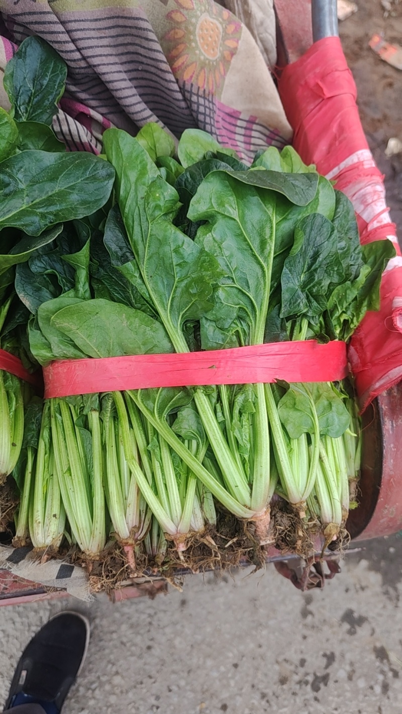 河南平顶山汝州菠菜，通货，打捆，袋装，支持商超视频看货