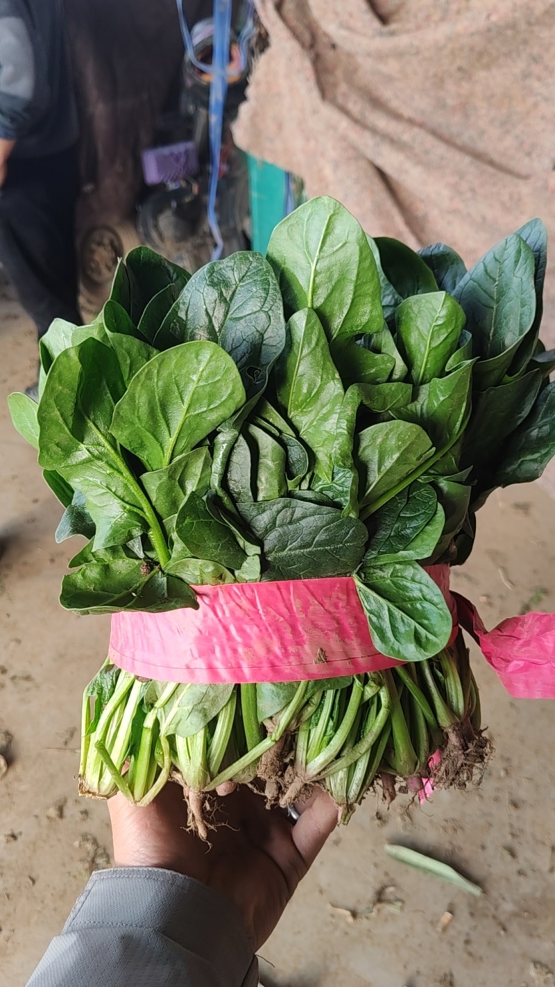 河南平顶山汝州菠菜，通货，打捆，袋装，支持商超视频看货