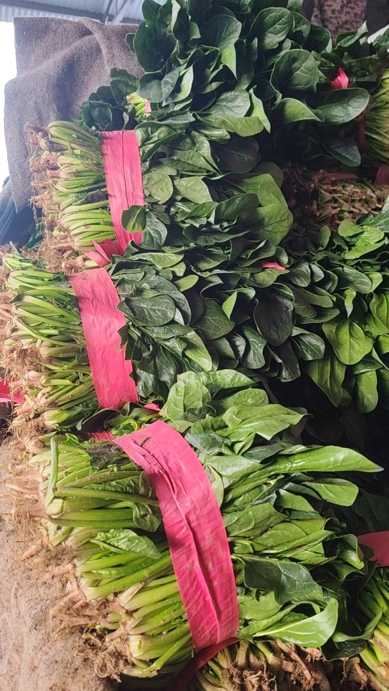 河南平顶山汝州菠菜，通货，打捆，袋装，支持商超视频看货