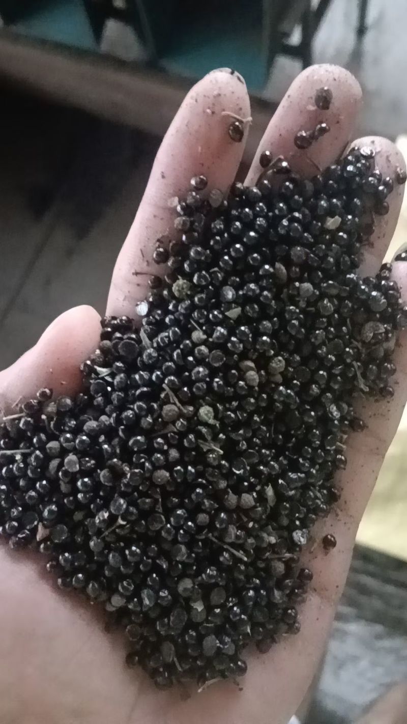 青花椒籽籽