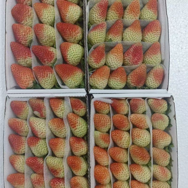 云南夏草莓蒙特瑞圣安