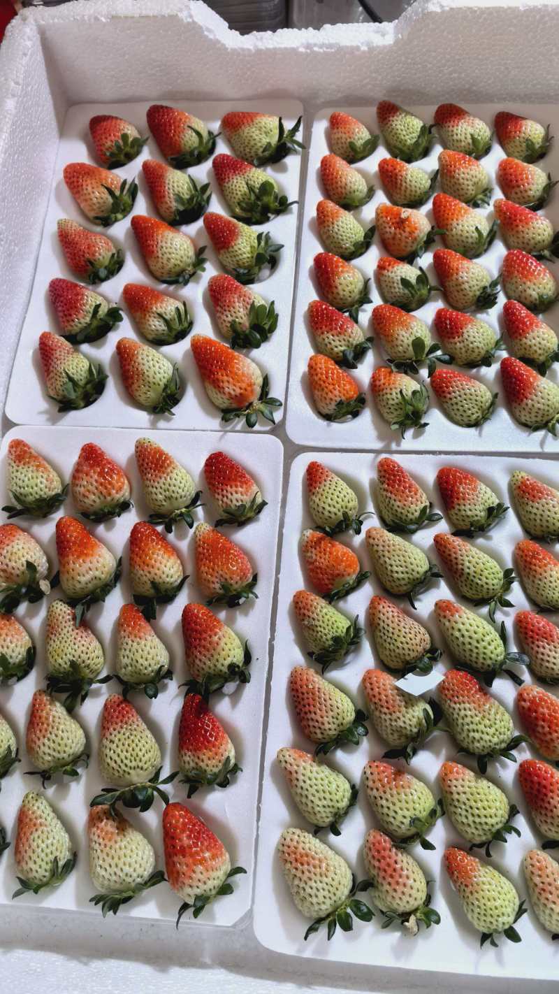 云南夏草莓蒙特瑞圣安