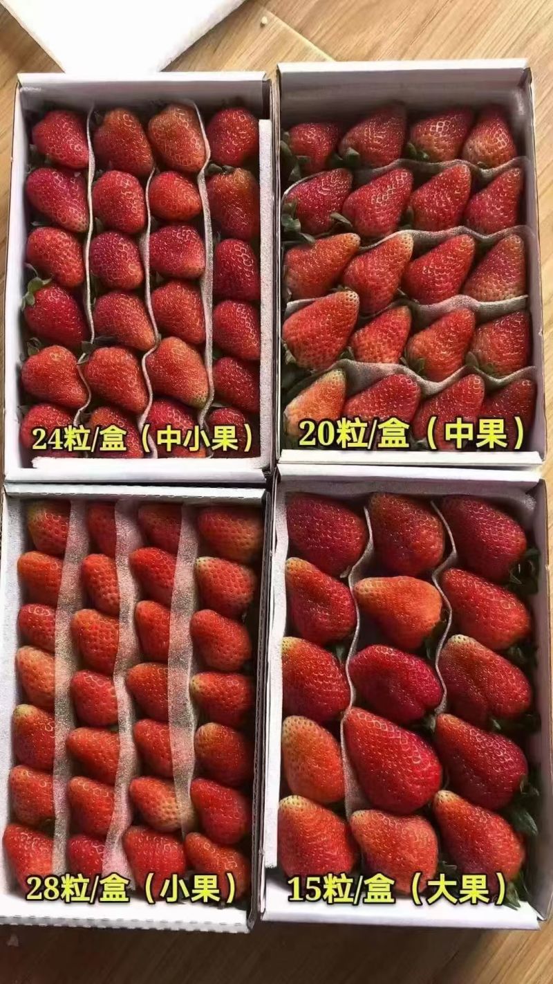云南夏草莓蒙特瑞圣安