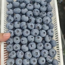 蓝莓精品大小果都有品种齐全包装齐全
