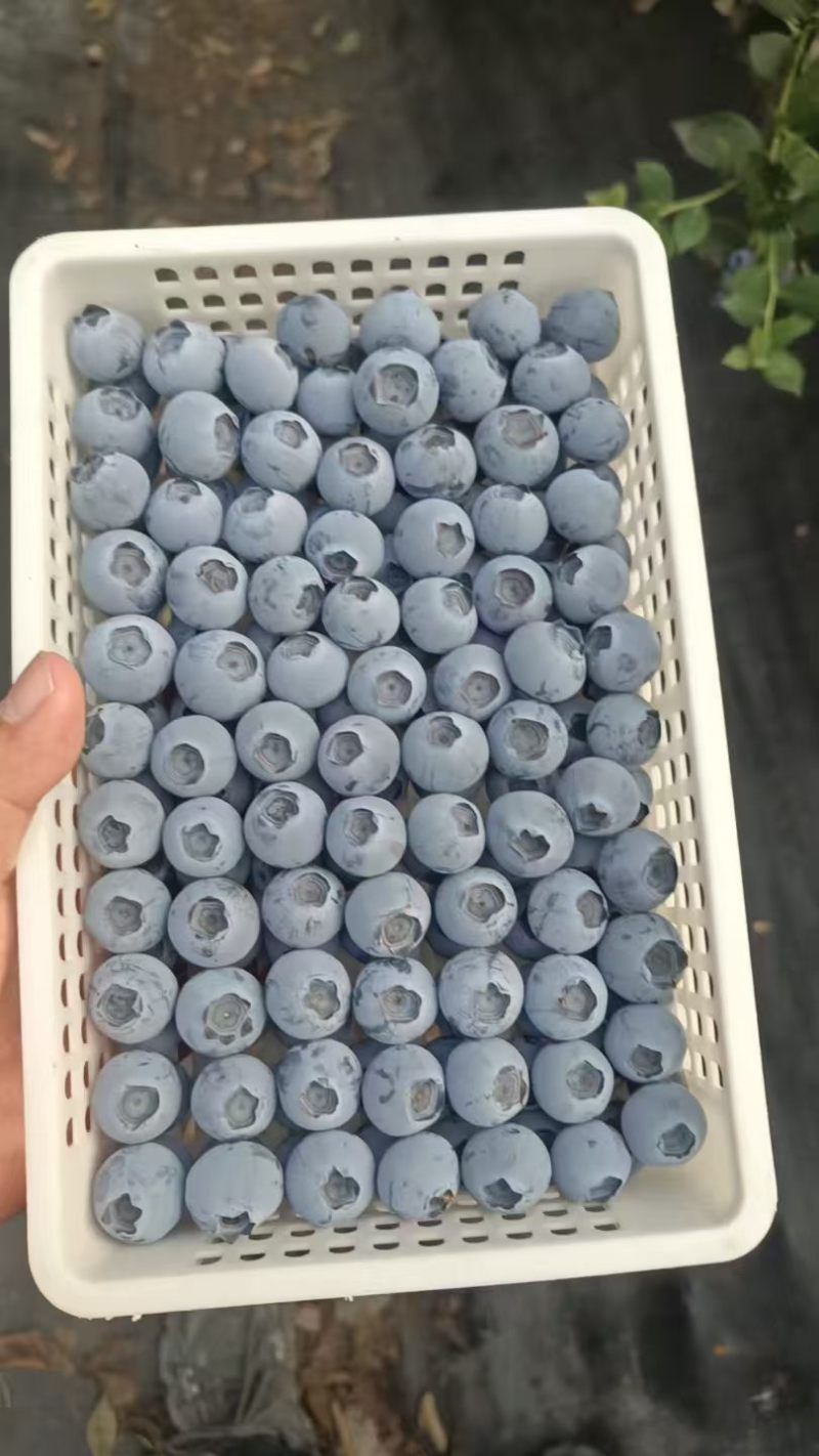 蓝莓精品大小果都有品种齐全包装齐全口感好市场大