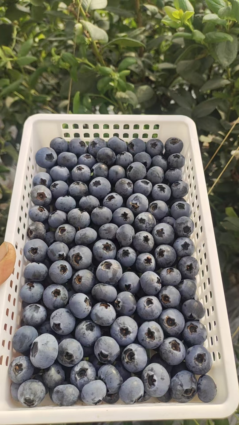 蓝莓精品大小果都有品种齐全包装齐全口感好市场大