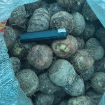 牛奶精品小芋头30-50克