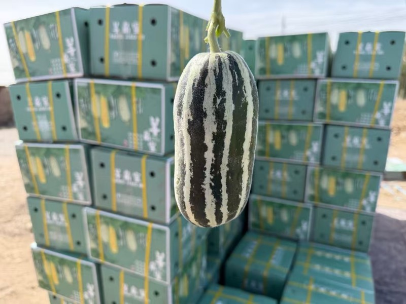 新疆博洋蜜瓜新鲜，香甜多汁瓜棚现摘产地直发，一箱起发