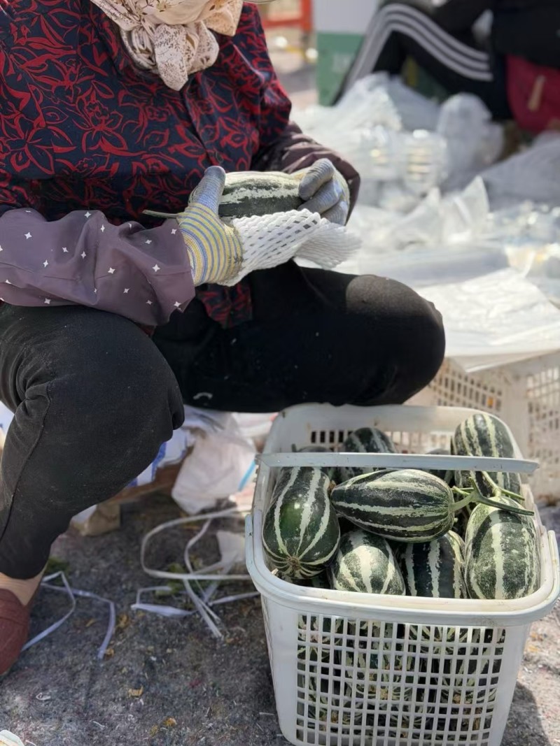 新疆博洋蜜瓜新鲜，香甜多汁瓜棚现摘产地直发，一箱起发