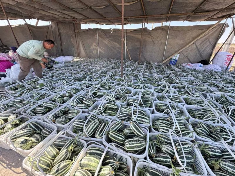 新疆博洋蜜瓜新鲜，香甜多汁瓜棚现摘产地直发，一箱起发
