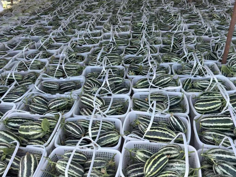 新疆博洋蜜瓜新鲜，香甜多汁瓜棚现摘产地直发，一箱起发
