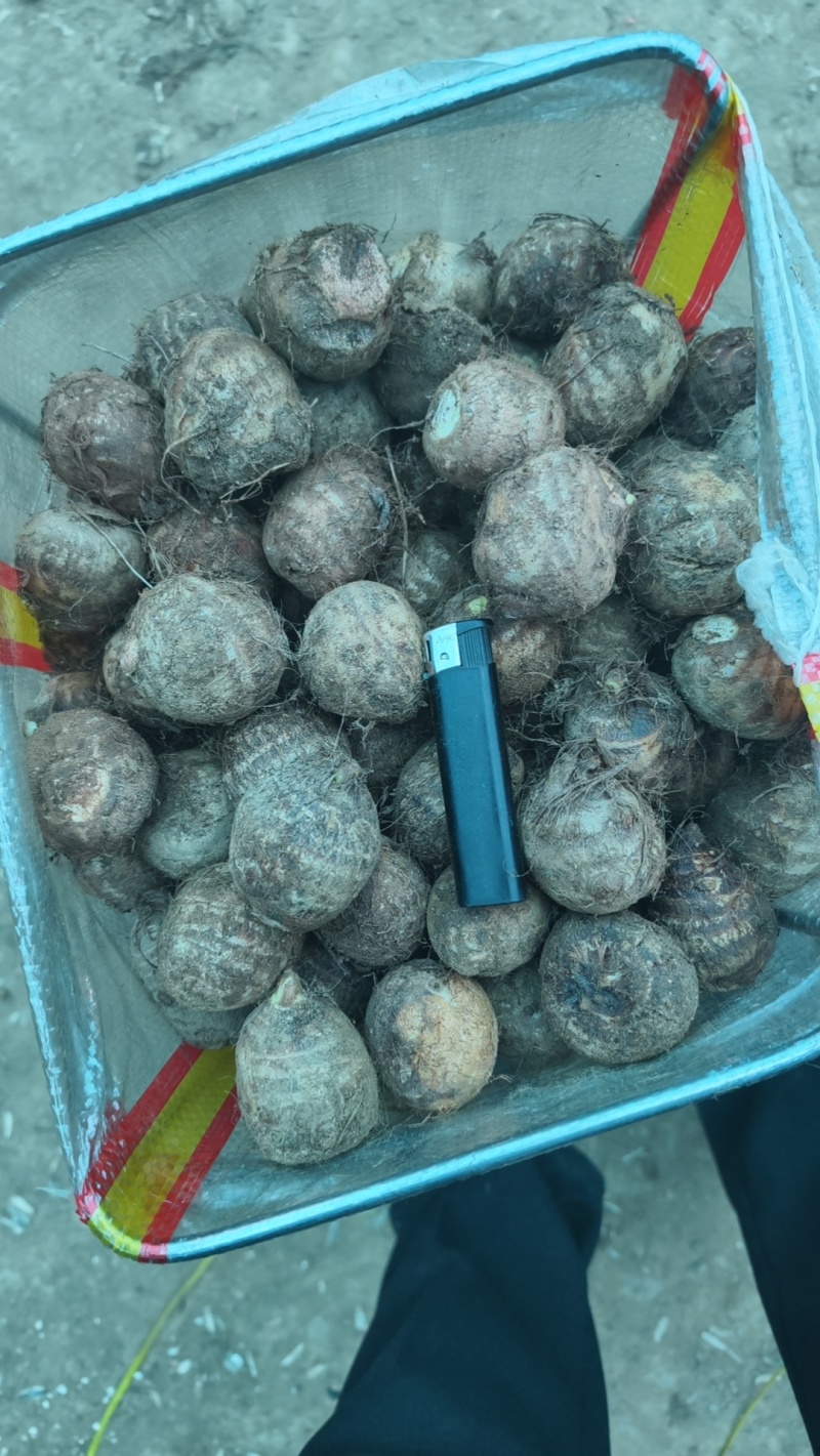 牛奶精品小芋头30-50克