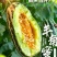 新疆博洋蜜瓜新鲜,香甜多汁瓜棚现摘产地直发,一箱起发