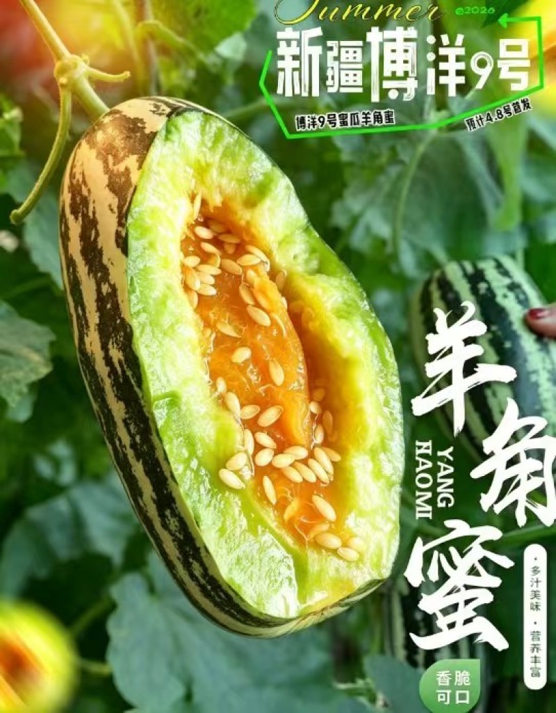 新疆博洋蜜瓜新鲜，香甜多汁瓜棚现摘产地直发，一箱起发