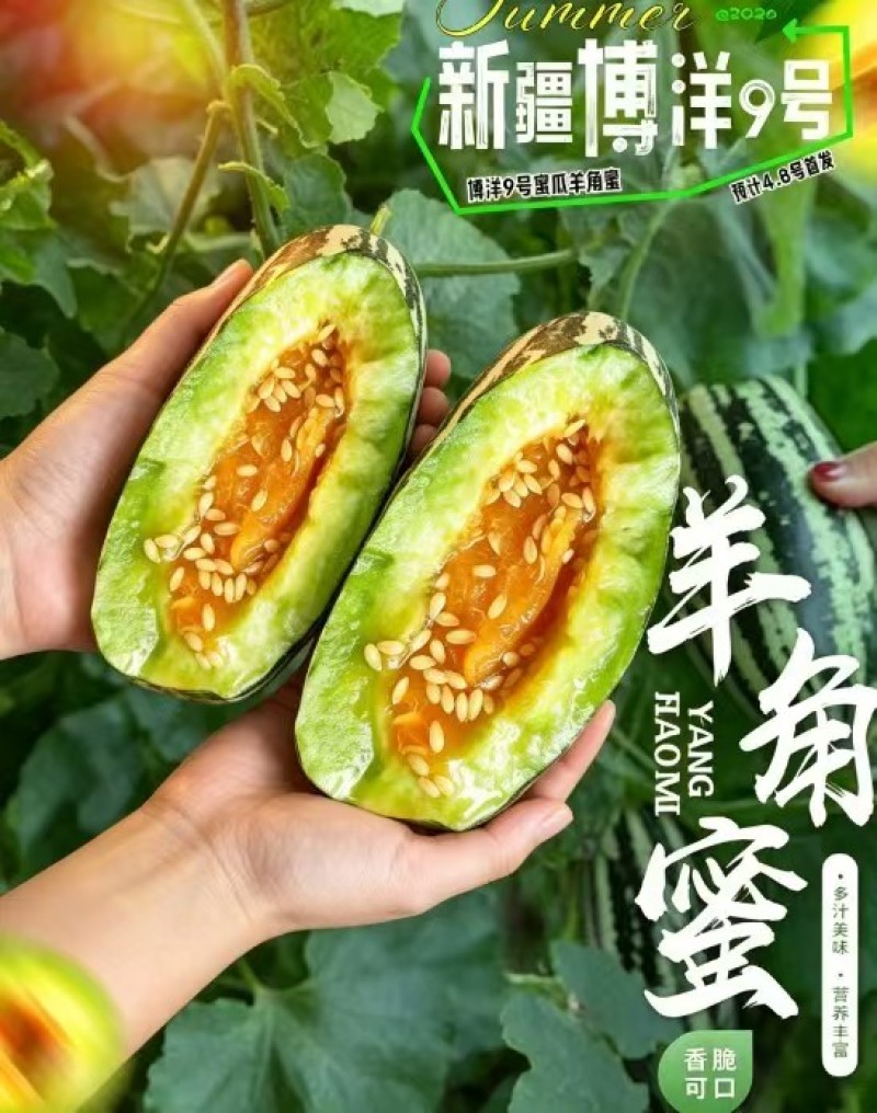 新疆博洋蜜瓜新鲜，香甜多汁瓜棚现摘产地直发，一箱起发