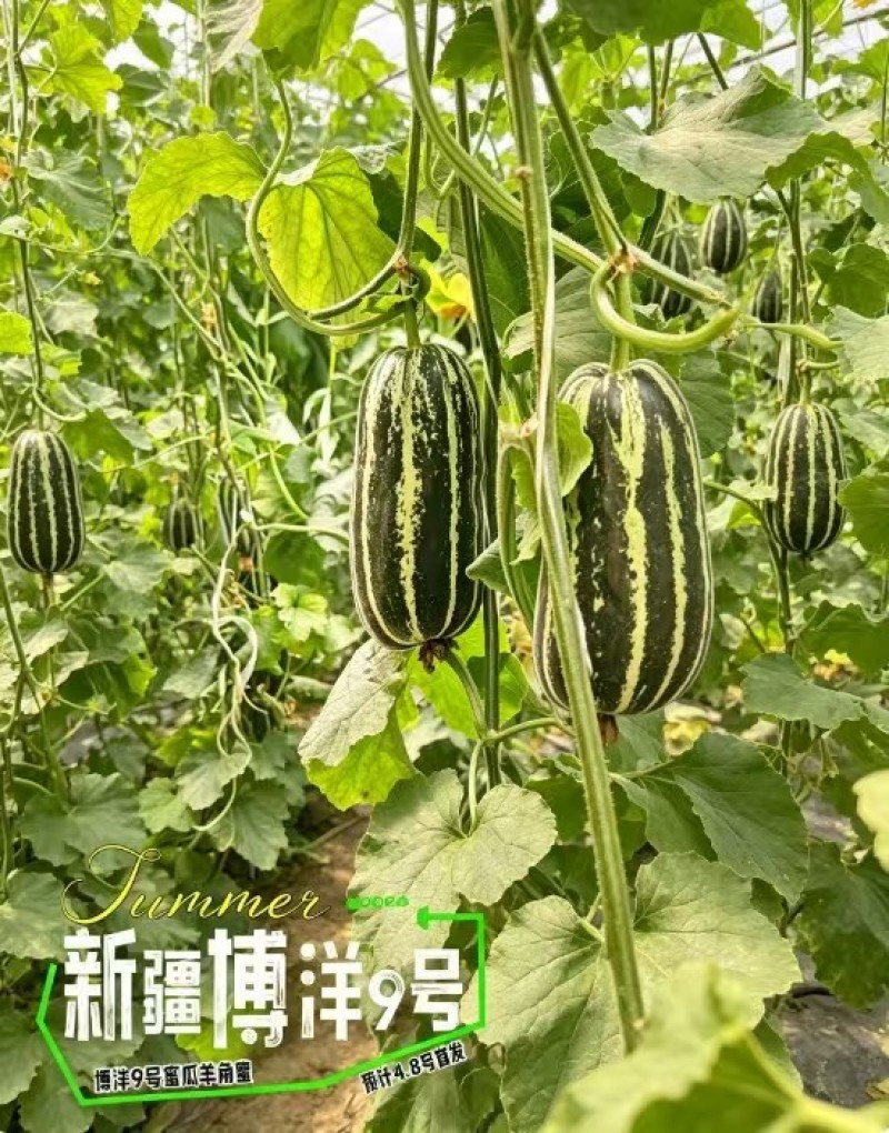 新疆博洋蜜瓜新鲜，香甜多汁瓜棚现摘产地直发，一箱起发