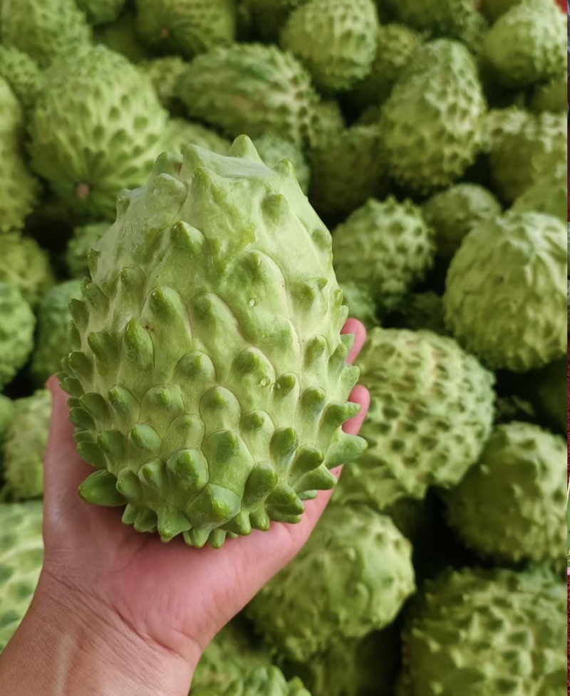 释迦果源头