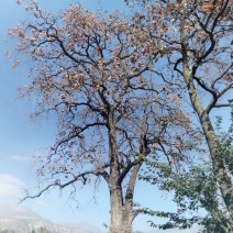 甘肃陇南油橄榄园艺树，精品老庄柿子景观树