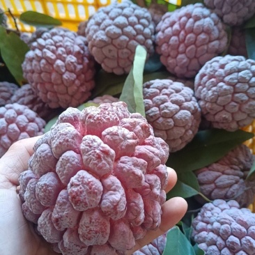 玫瑰释迦果