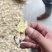 云南小黄姜干姜块干姜展会姜粉老干姜均姜出口批发