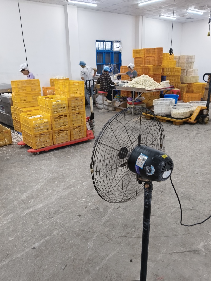 长期供应削皮白马蹄电话***********