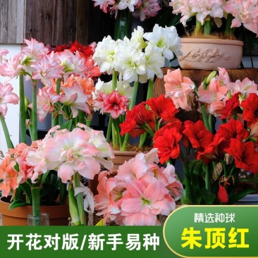 重瓣朱顶红种球双王四季开花庭院阳台盆栽花卉子埋土就活