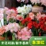 重瓣朱顶红种球双王四季开花庭院阳台盆栽花卉子埋土就活