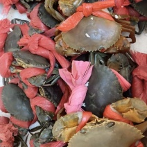 湛江蟹