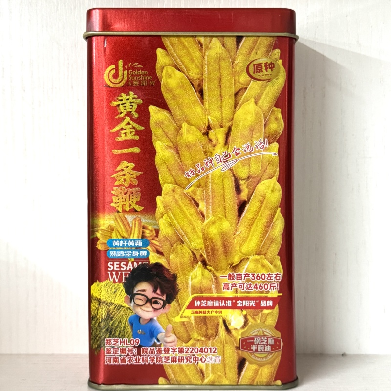 正宗矮腿八棱王白芝麻种子黄杆黄朔单杆型抗病高产含油高矮脚