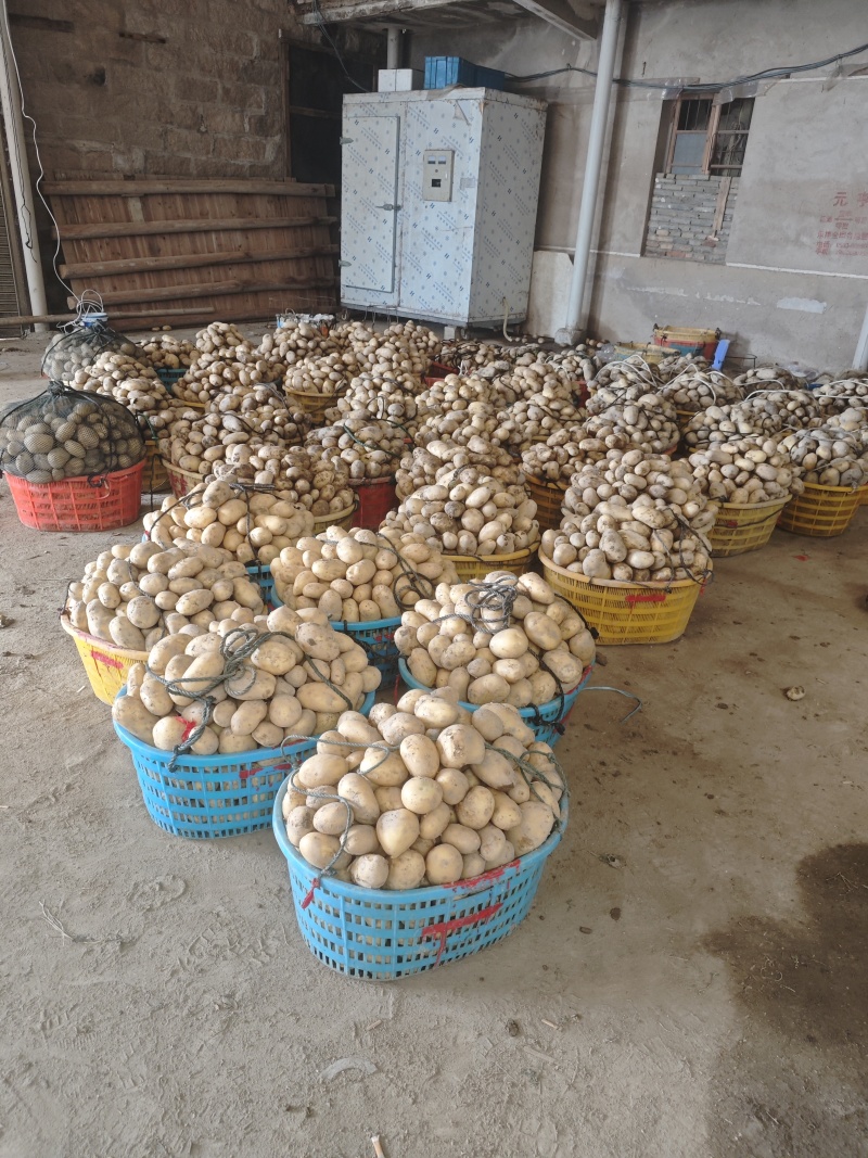 黄心土豆新鲜上市量大从优产地直发保质保量欢迎来电