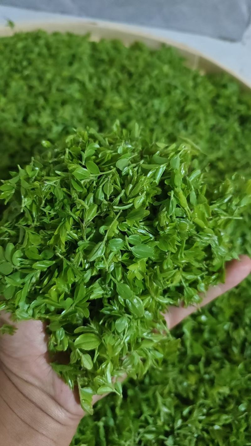 纯手工精品酸枣芽茶叶/伏牛山野生酸枣叶茶/纯手工炒制