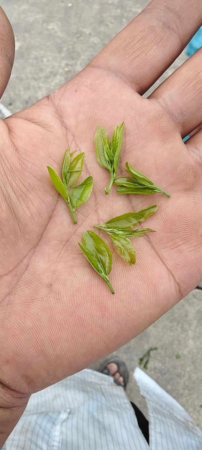 纯手工精品酸枣芽茶叶/伏牛山野生酸枣叶茶/纯手工炒制