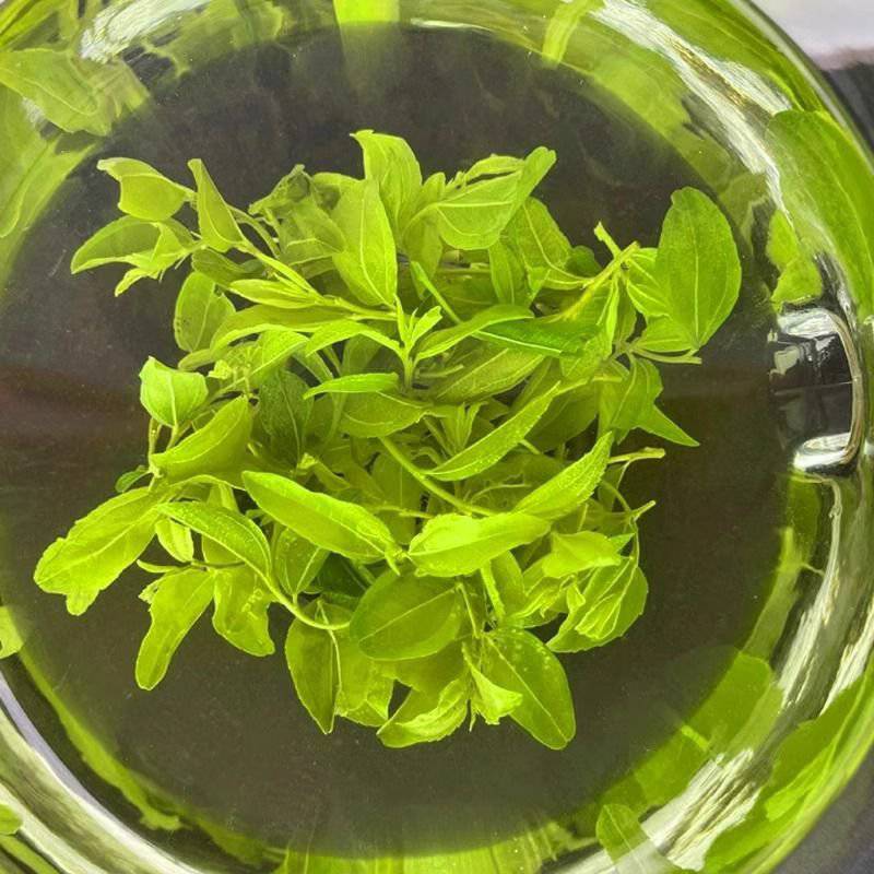 纯手工精品酸枣芽茶叶/伏牛山野生酸枣叶茶/纯手工炒制