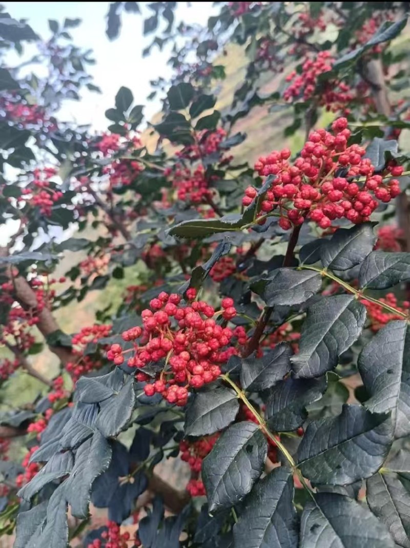 天水甘谷大红袍花椒