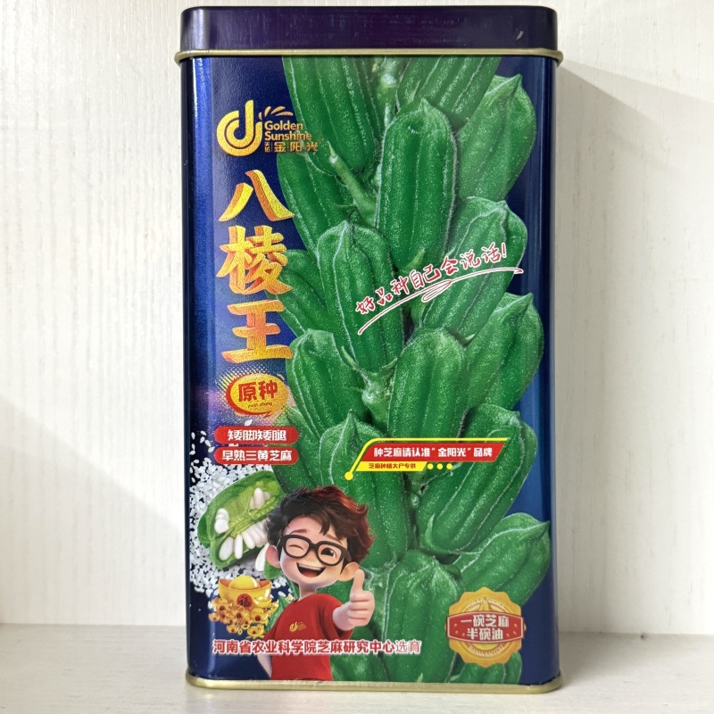 黄金一条鞭白芝麻种子黄杆黄蒴白芝麻抗倒伏抗旱耐渍含油高出
