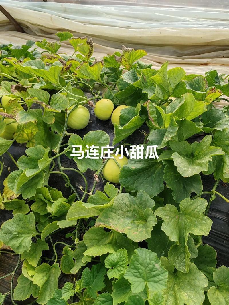 正宗马连庄小甜瓜产地直发甜宝甜瓜大量上市欢迎合作
